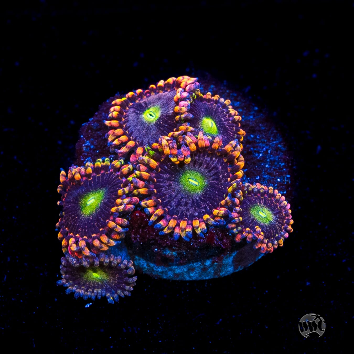 Anti Matter Zoanthids