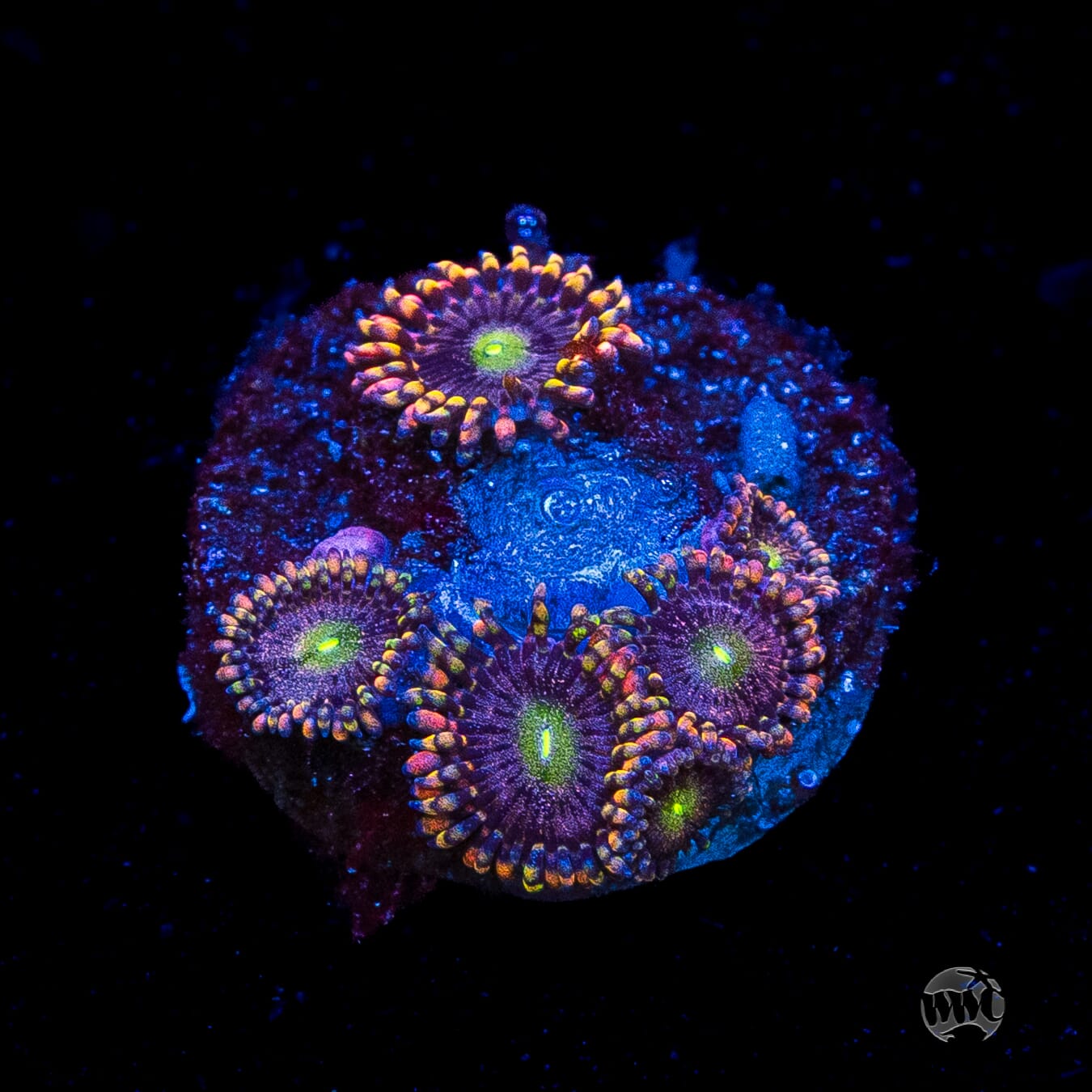 Anti Matter Zoanthids