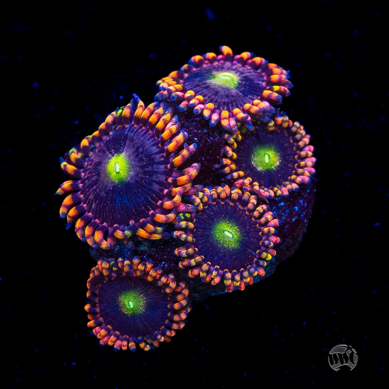 Anti Matter Zoanthids