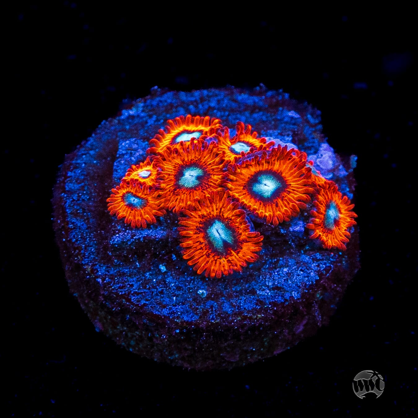 Charmanderz Zoanthids