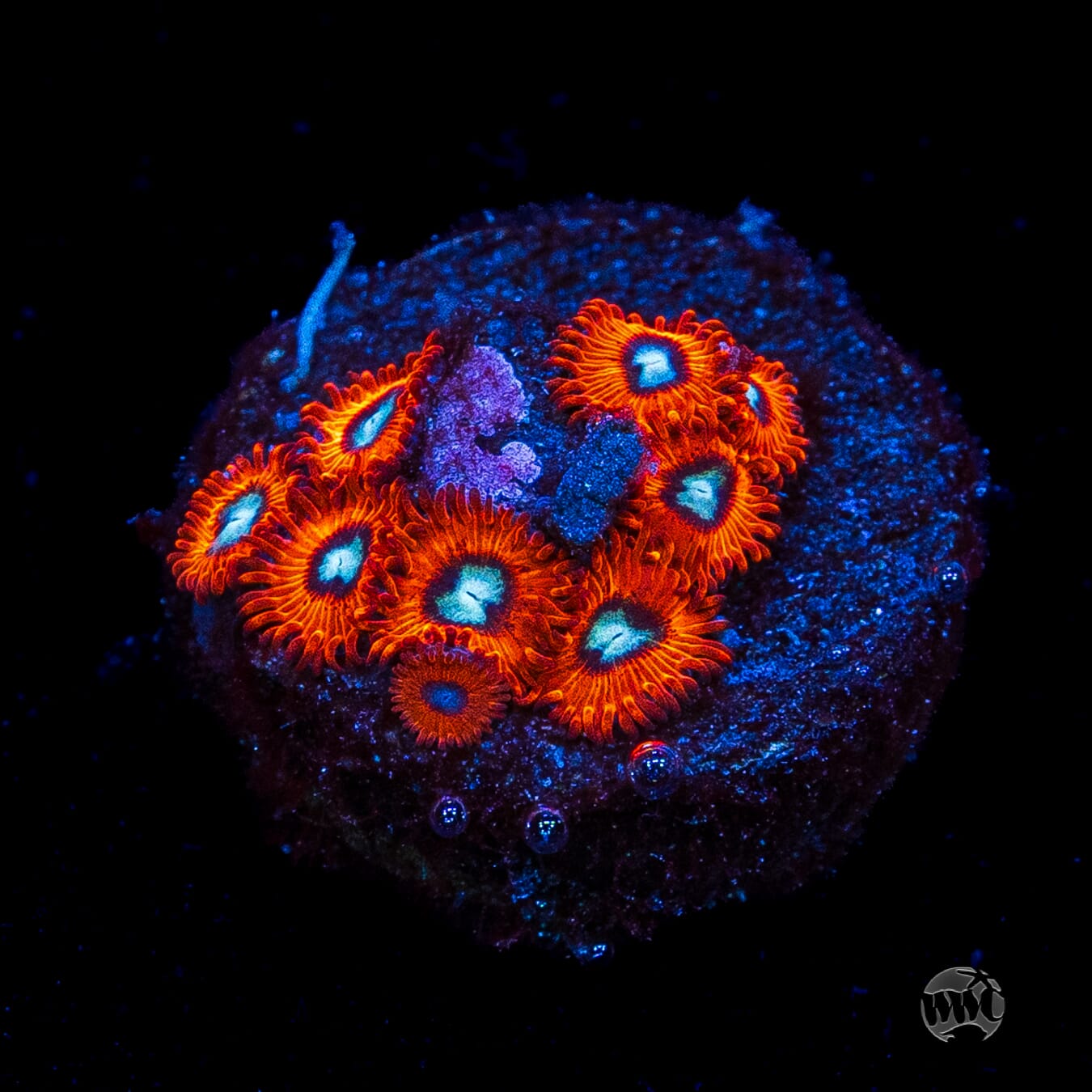 Charmanderz Zoanthids