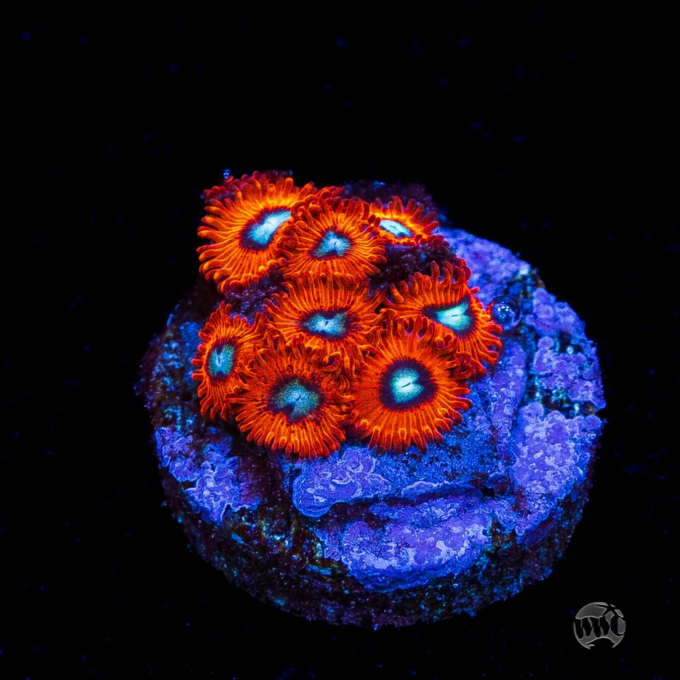 Charmanderz Zoanthids