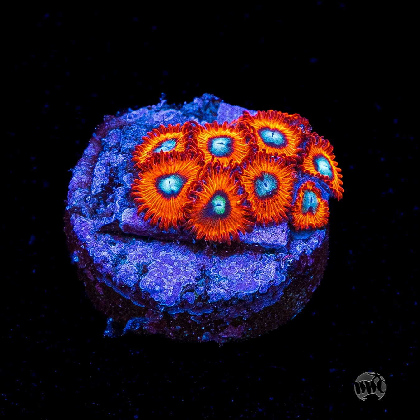 Charmanderz Zoanthids