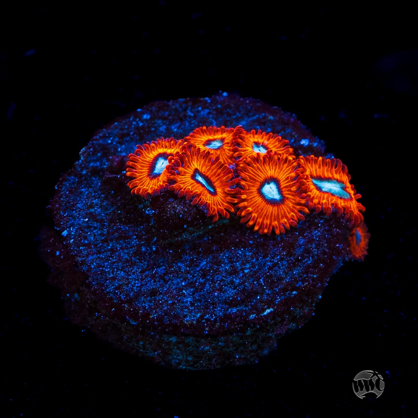 Charmanderz Zoanthids