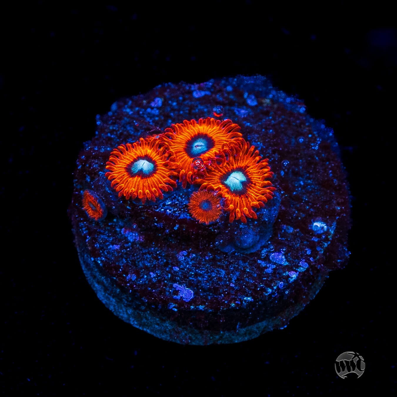 Charmanderz Zoanthids