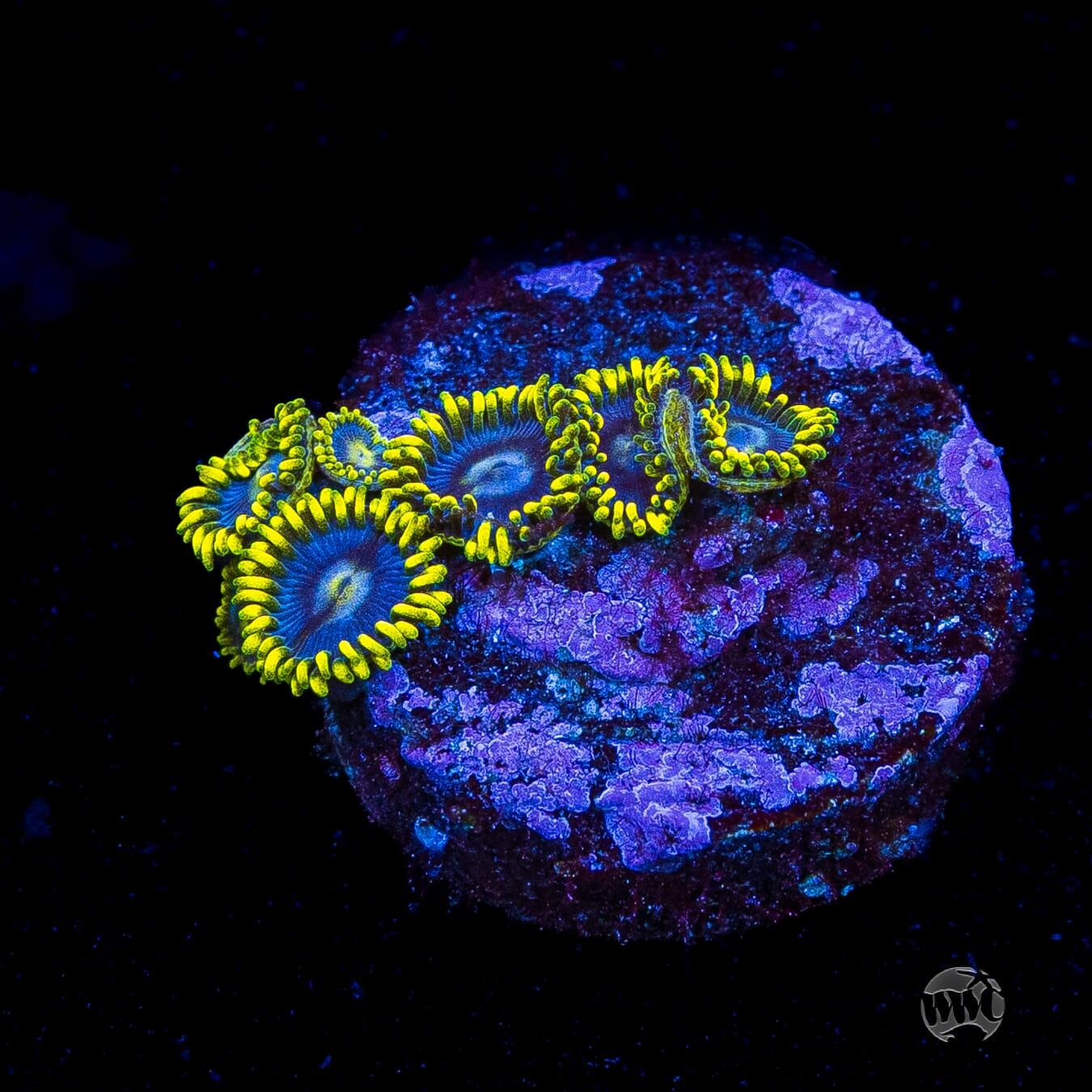 WWC Sunbeam Shuriken Zoanthids