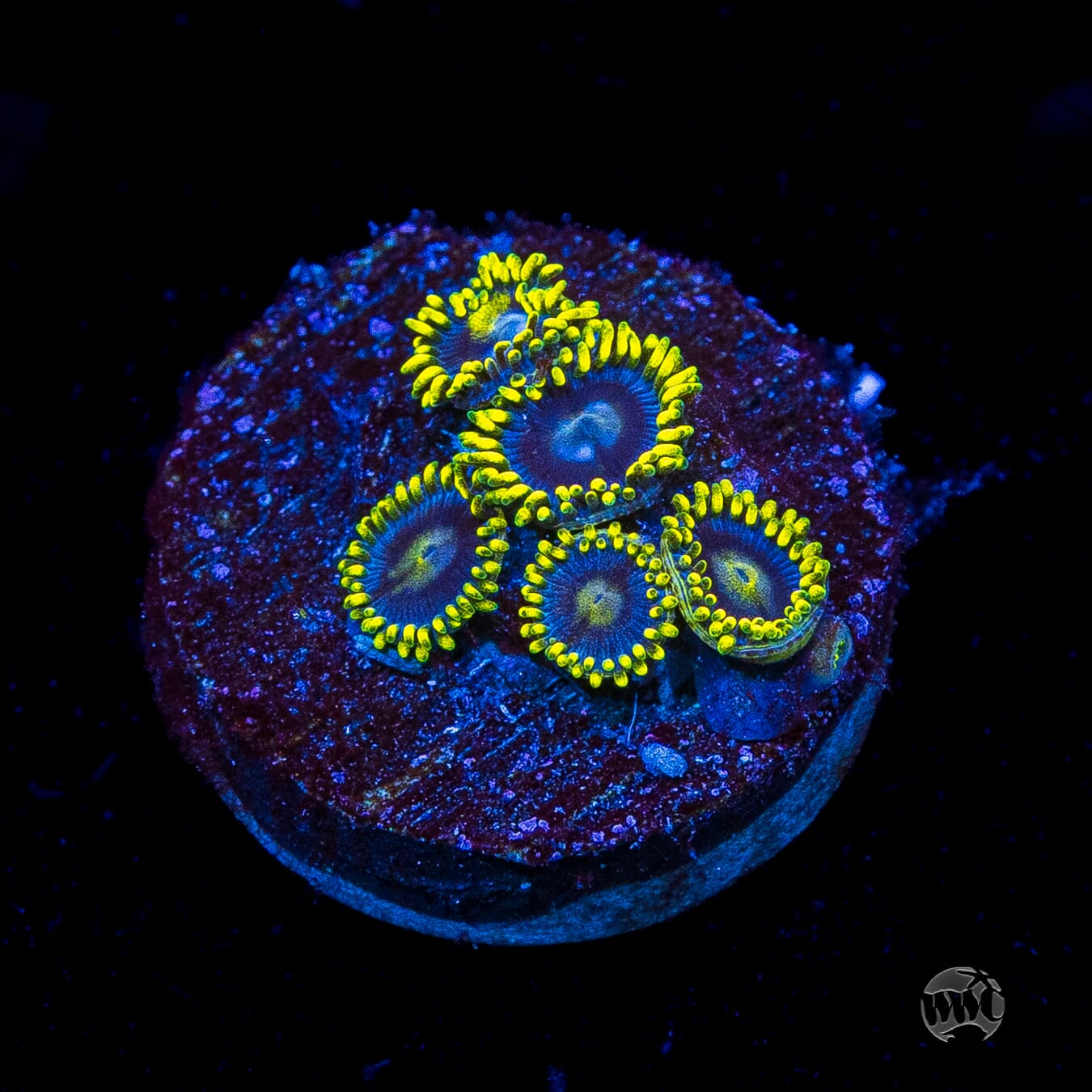 WWC Sunbeam Shuriken Zoanthids