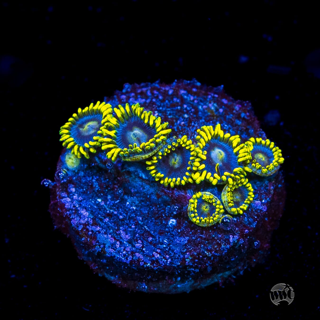 WWC Sunbeam Shuriken Zoanthids