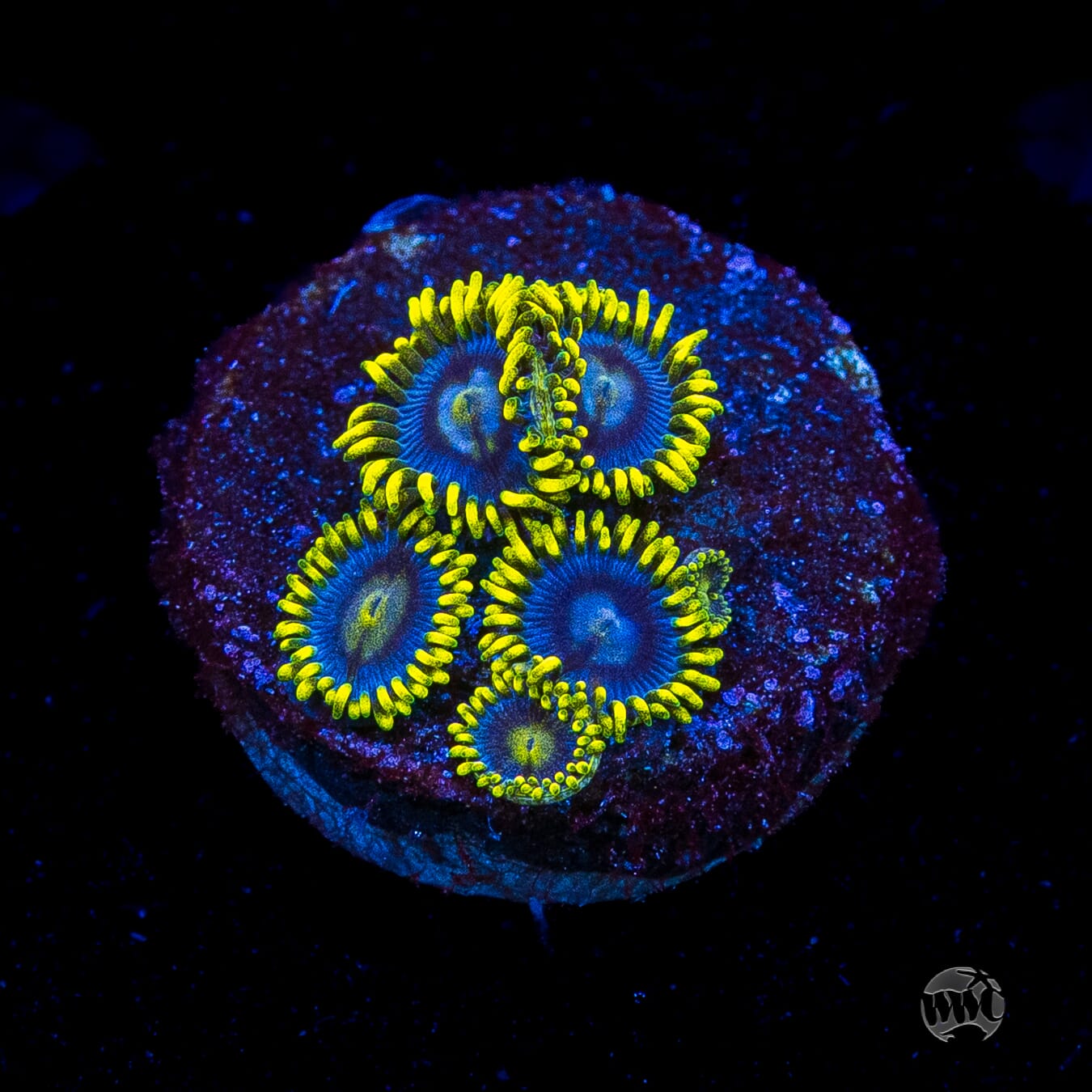 WWC Sunbeam Shuriken Zoanthids