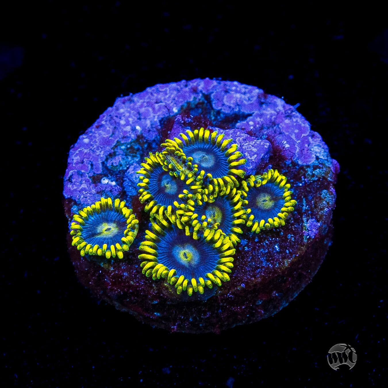 WWC Sunbeam Shuriken Zoanthids