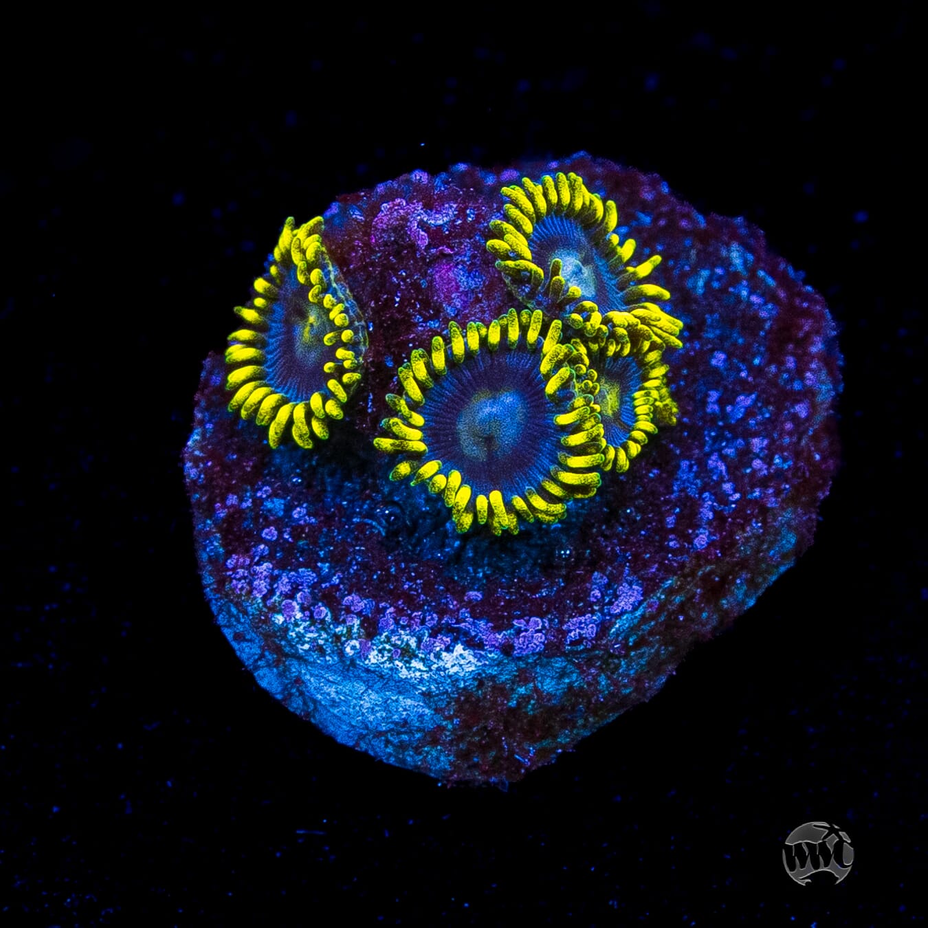 WWC Sunbeam Shuriken Zoanthids