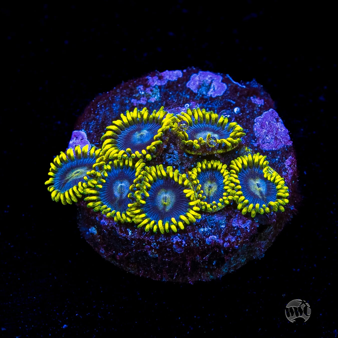 WWC Sunbeam Shuriken Zoanthids