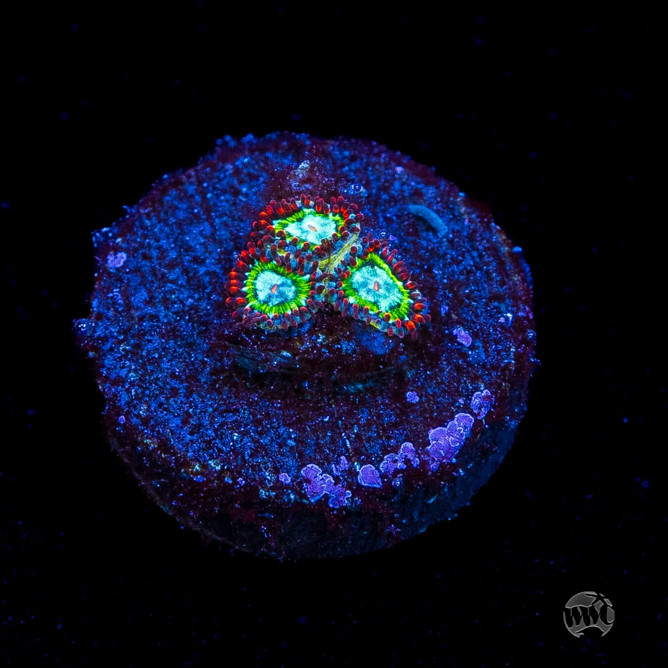 WWC Viridian Zoanthids
