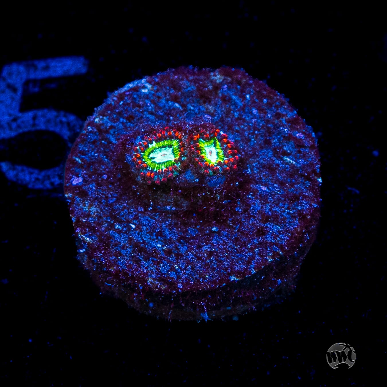 WWC Viridian Zoanthids