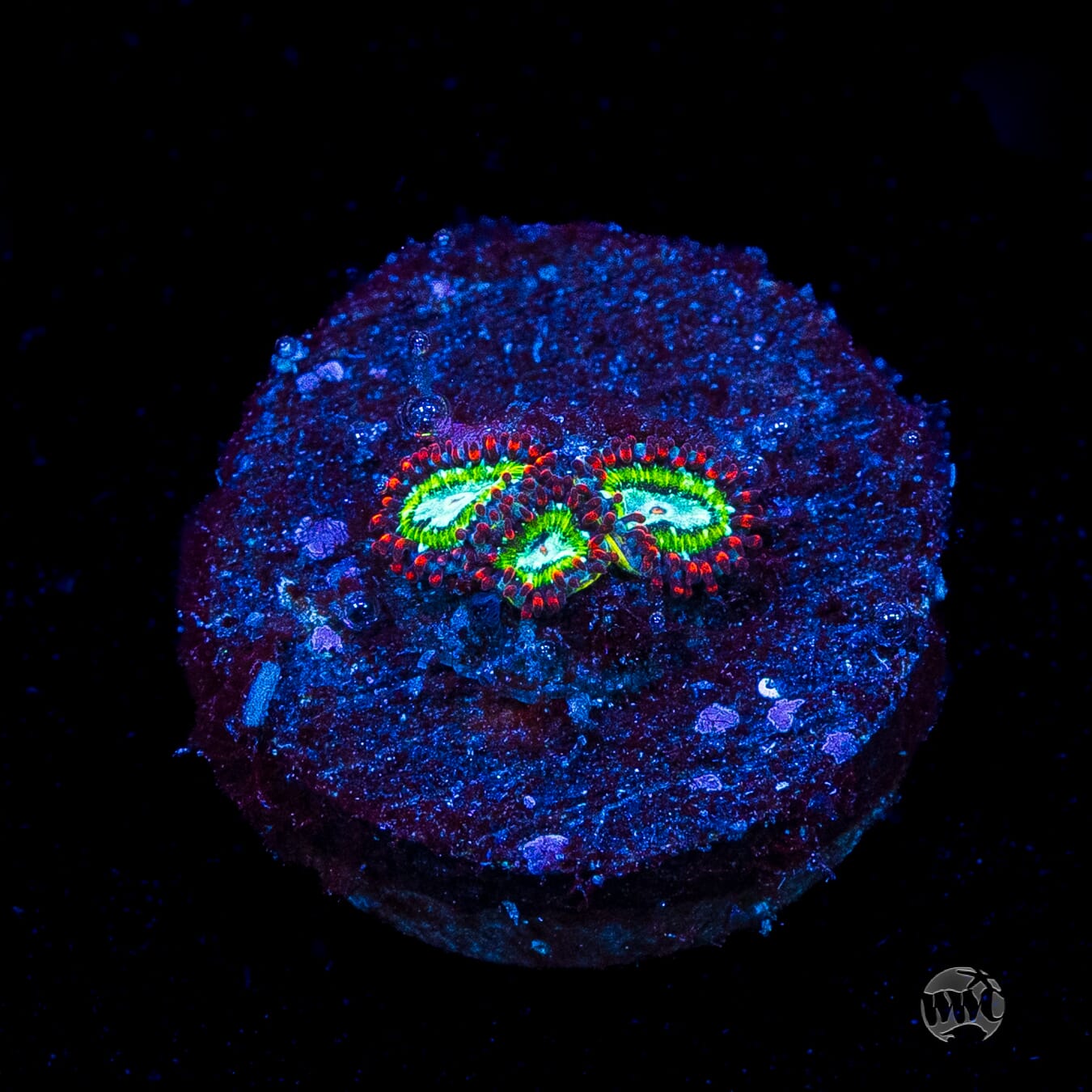 WWC Viridian Zoanthids