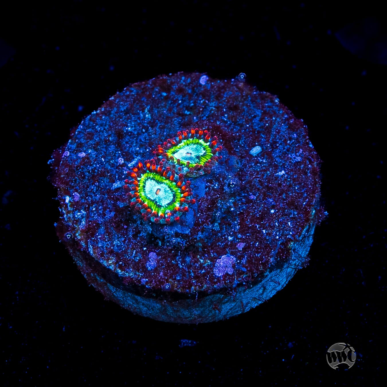 WWC Viridians Zoanthids