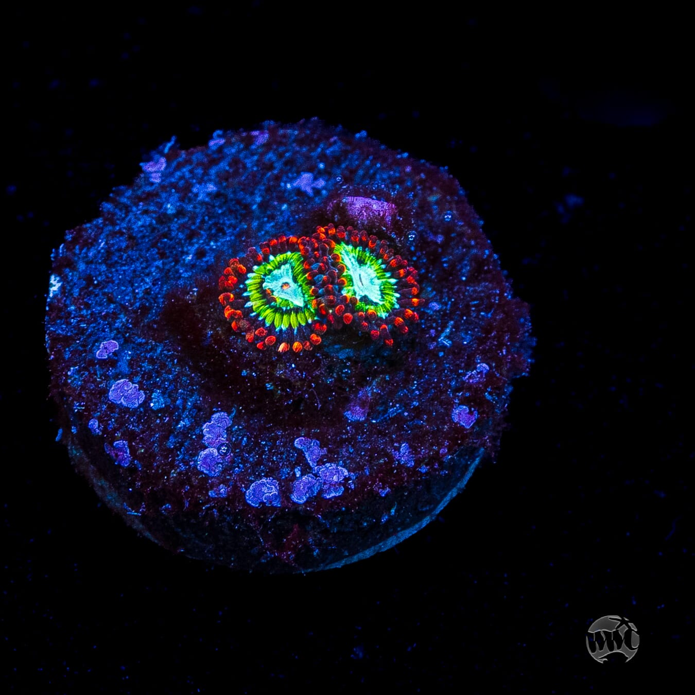 WWC Viridian Zoanthids