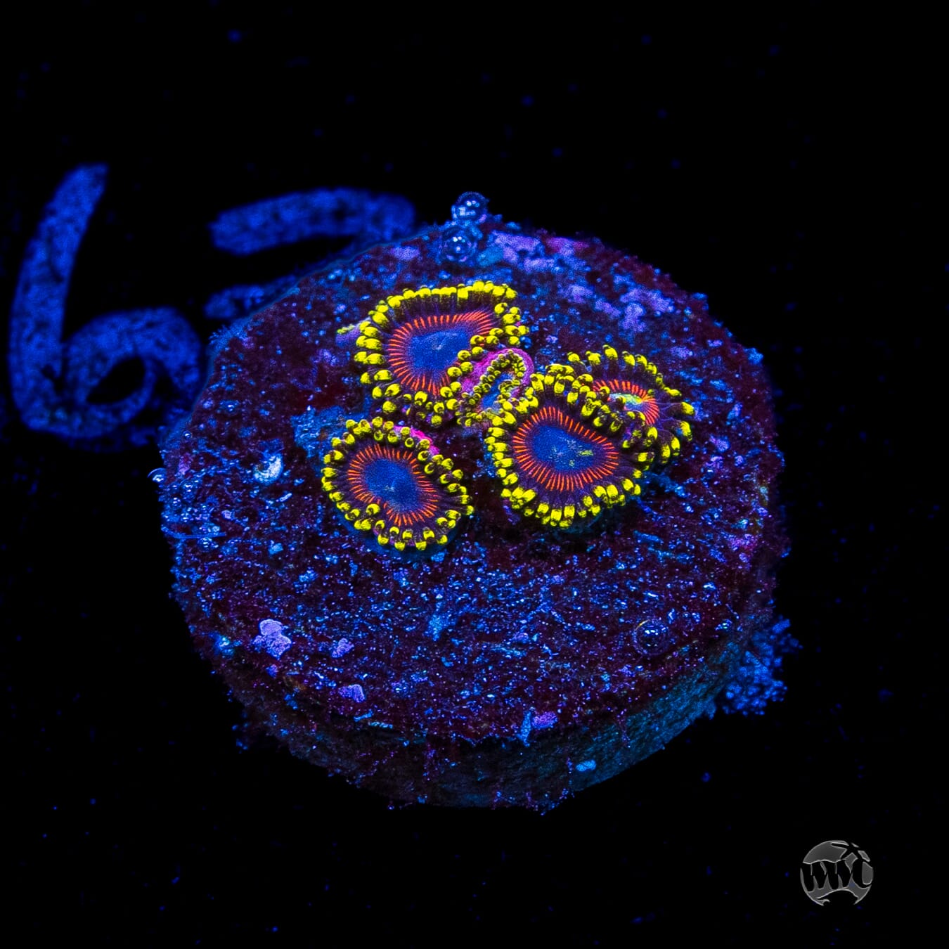 WWC Dragon Ballz Zoanthids