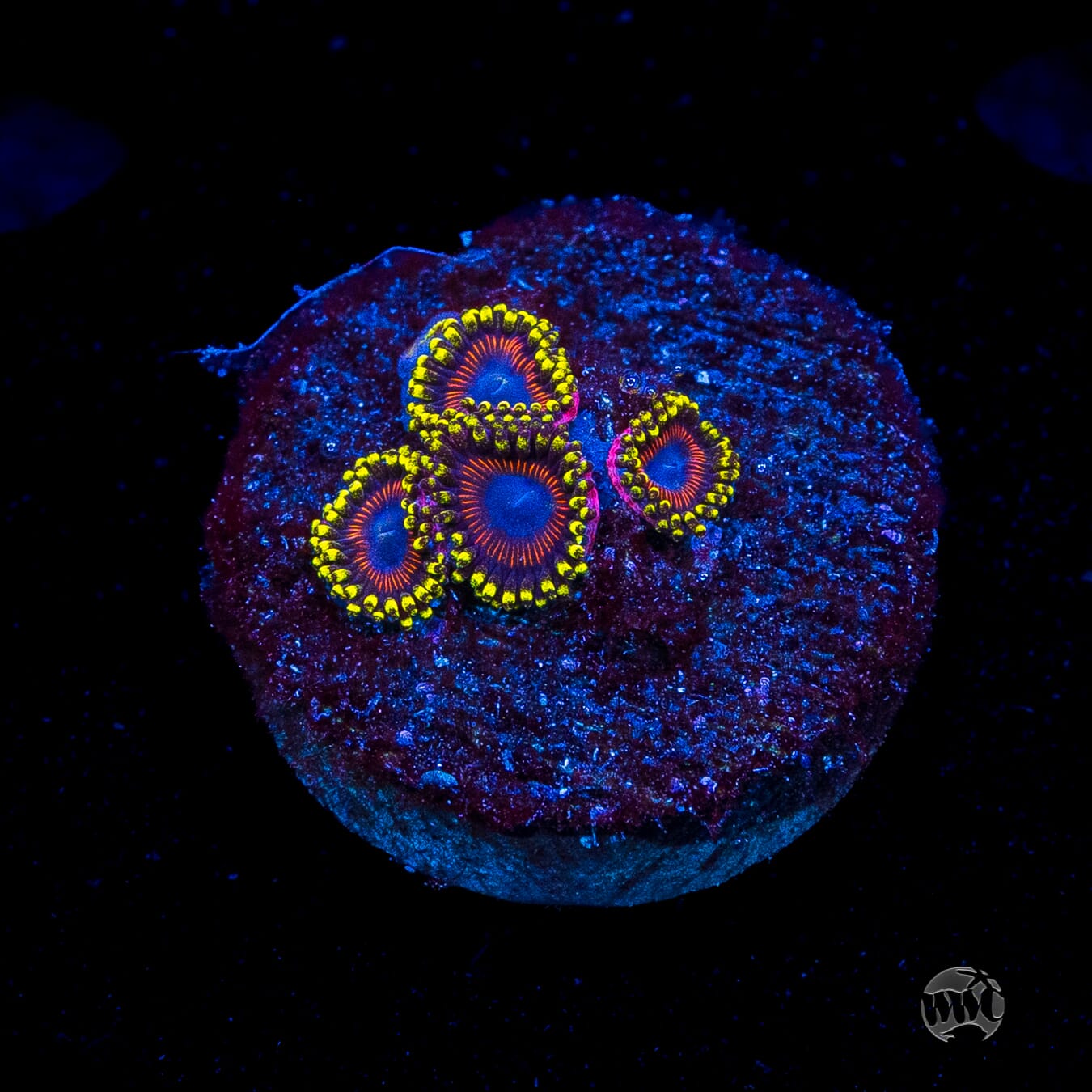 WWC Dragon Ballz Zoanthids