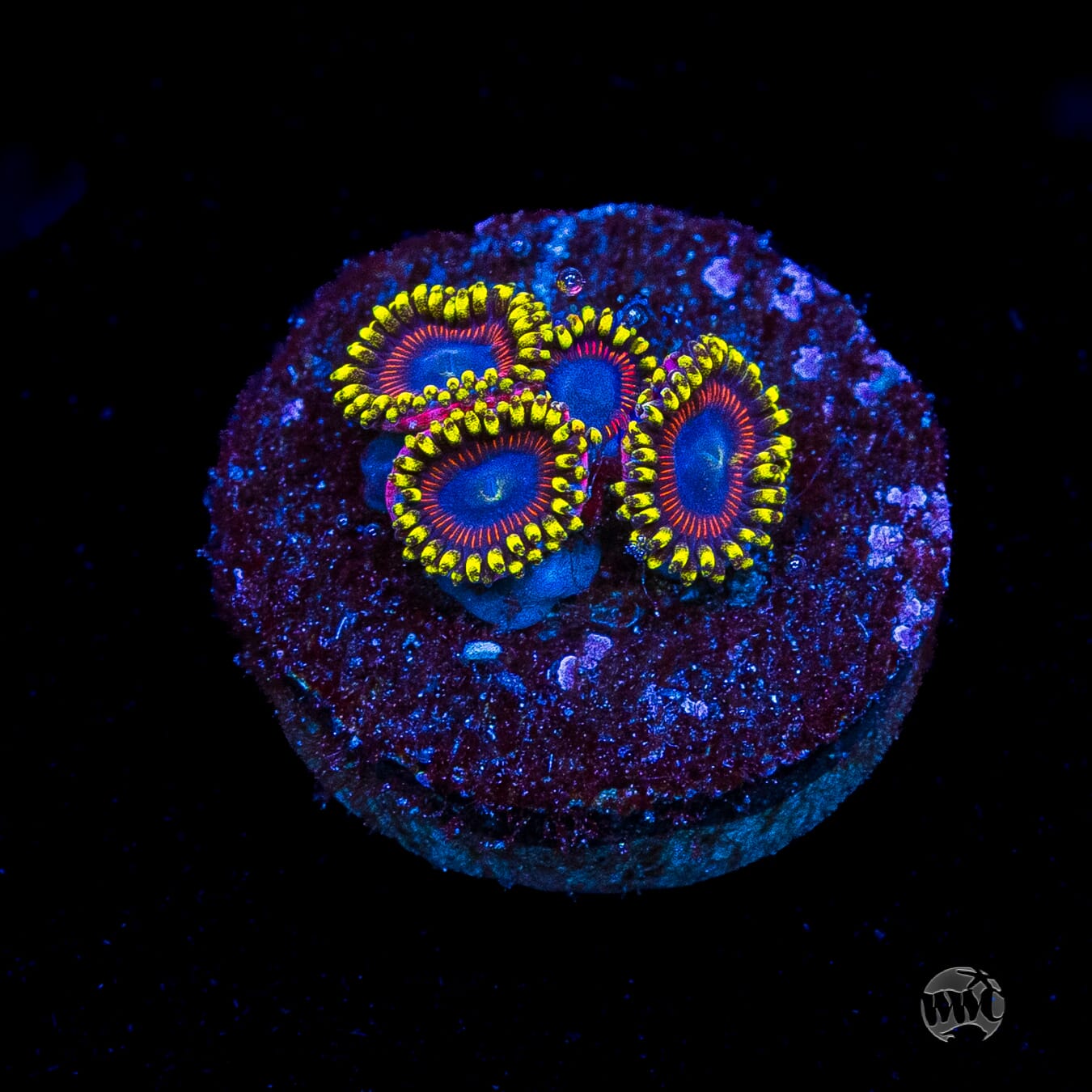 WWC Dragon Ballz Zoanthids