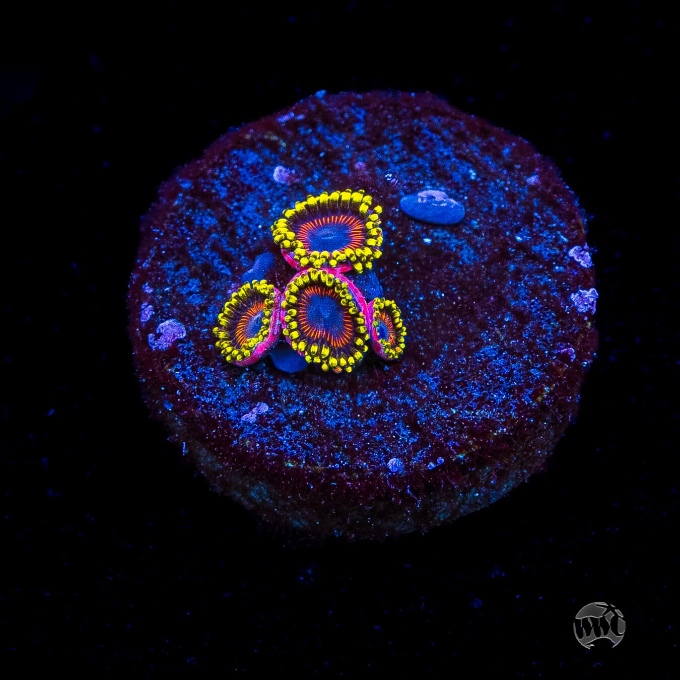 WWC Dragon Ballz Zoanthids
