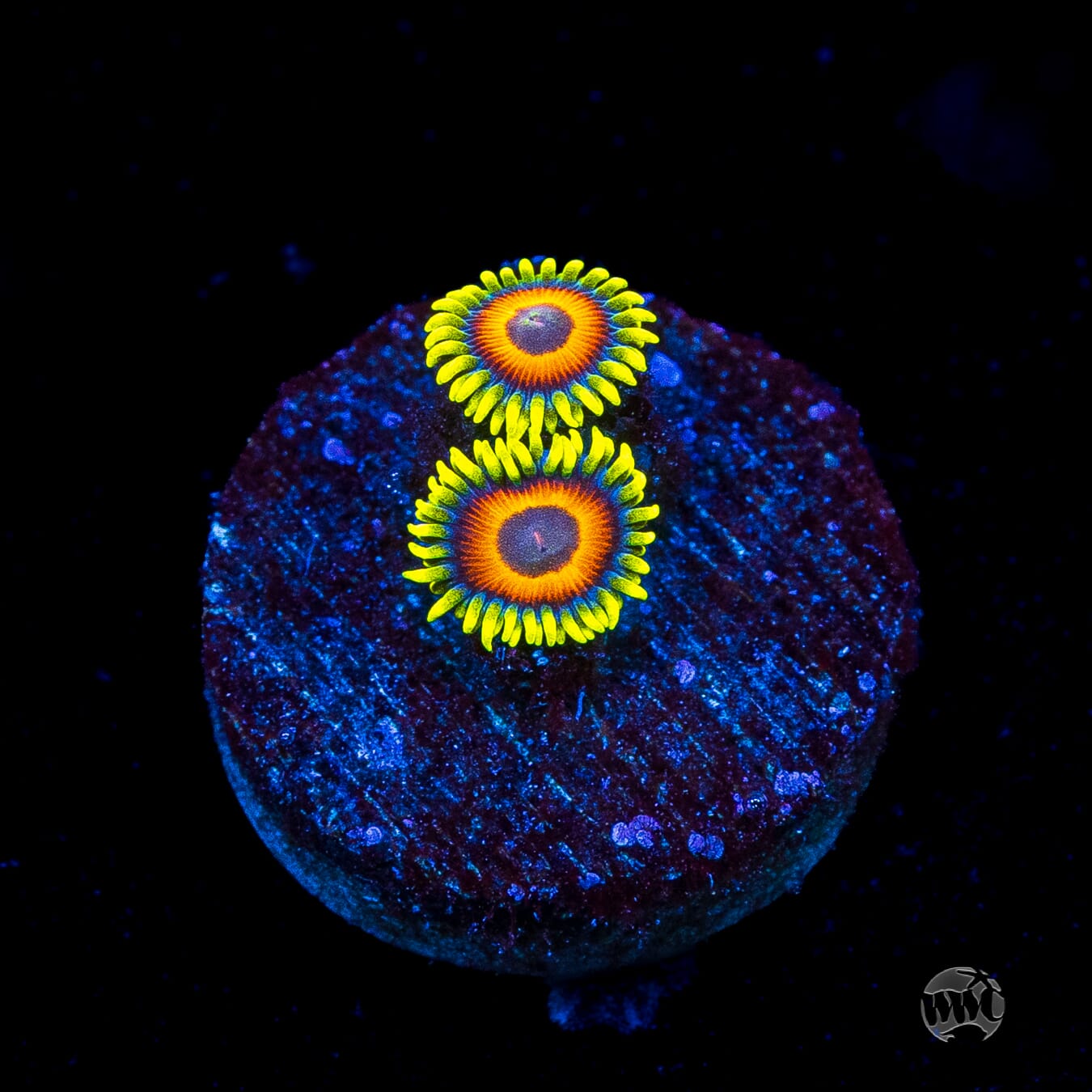 WWC Wildflower Zoanthids