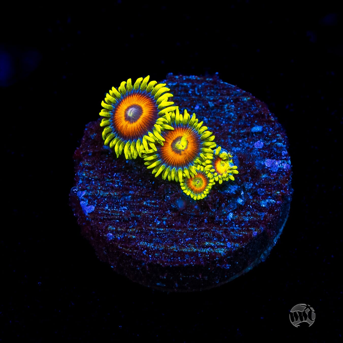 WWC Wildflower Zoanthids