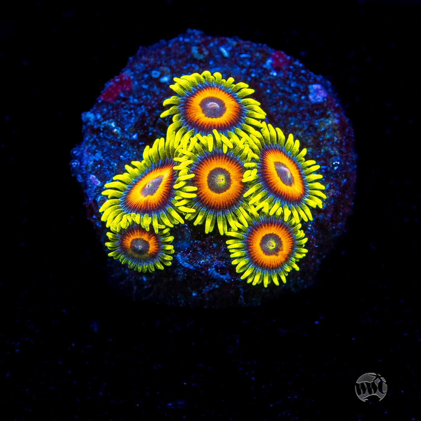 WWC Wildflower Zoanthids