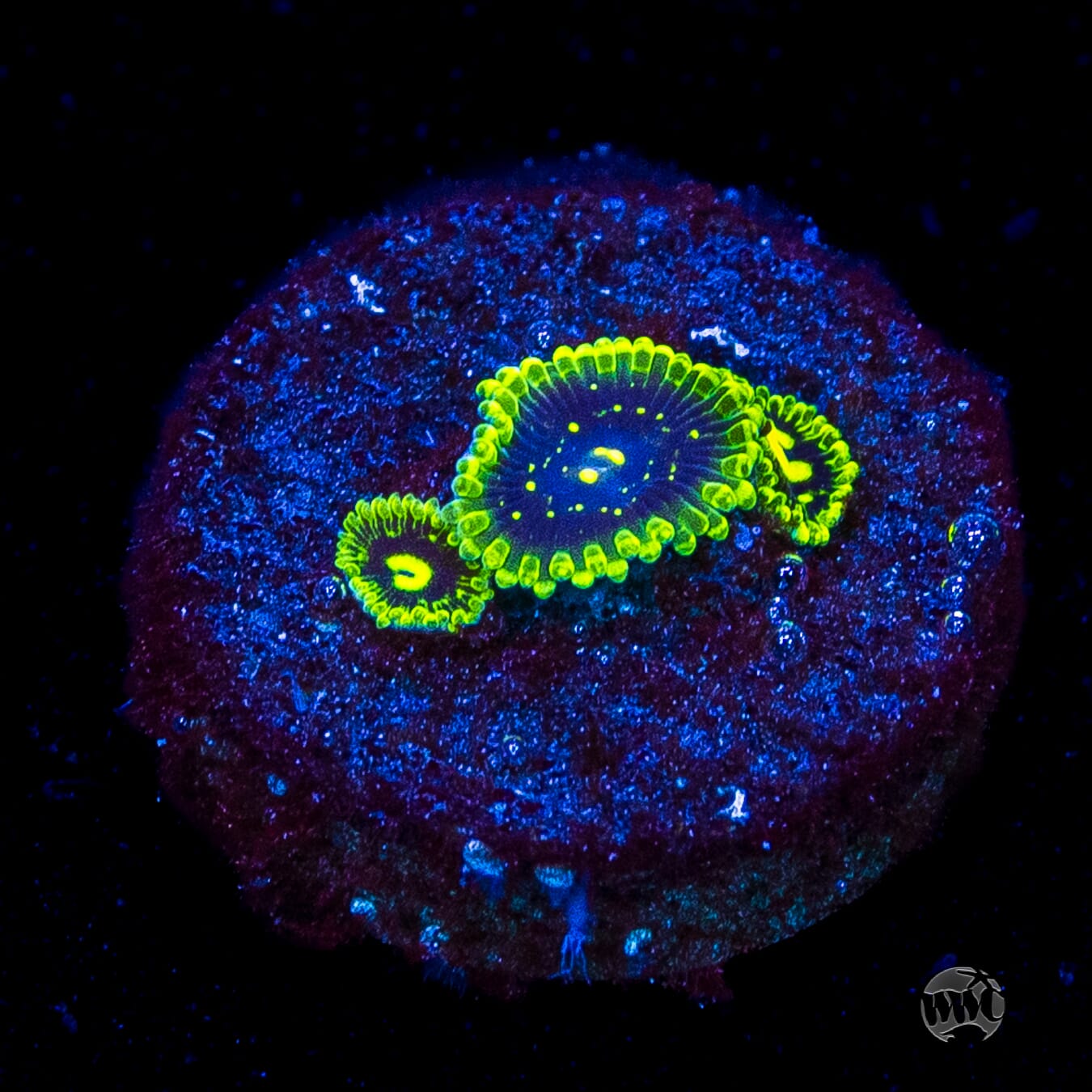 Exosphere Zoanthids
