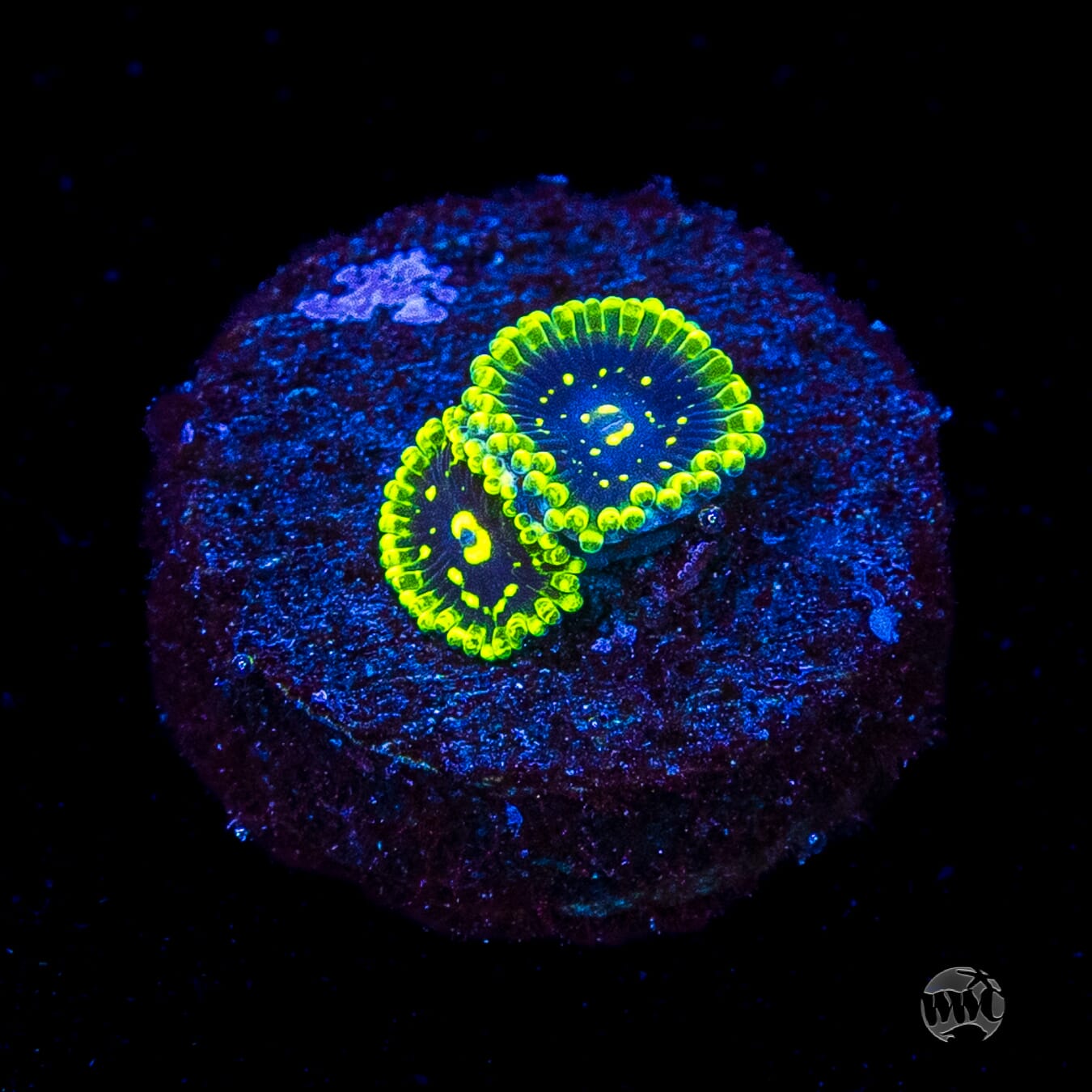 Exosphere Zoanthids