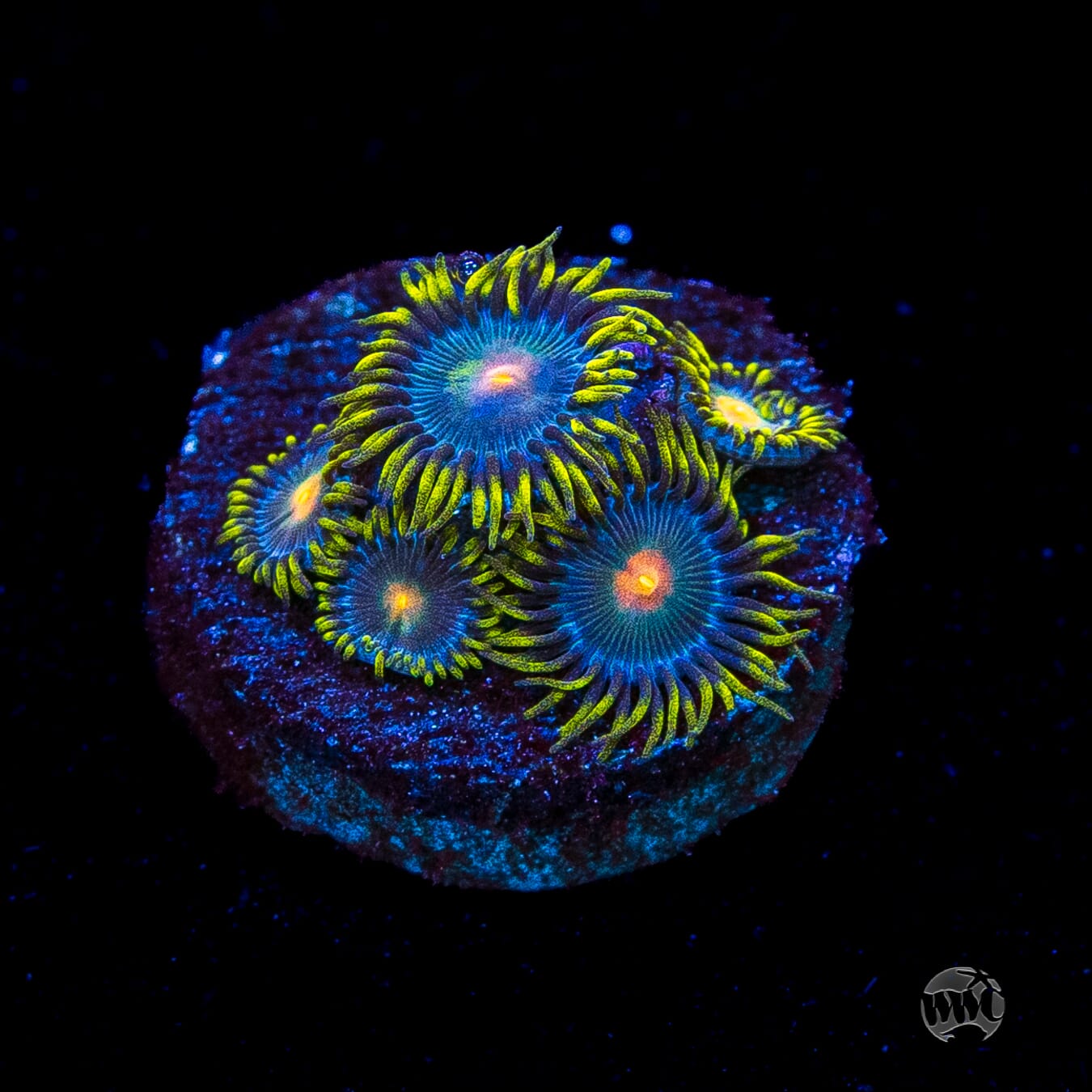 WWC Hairy Gorilla Nipple Zoanthids