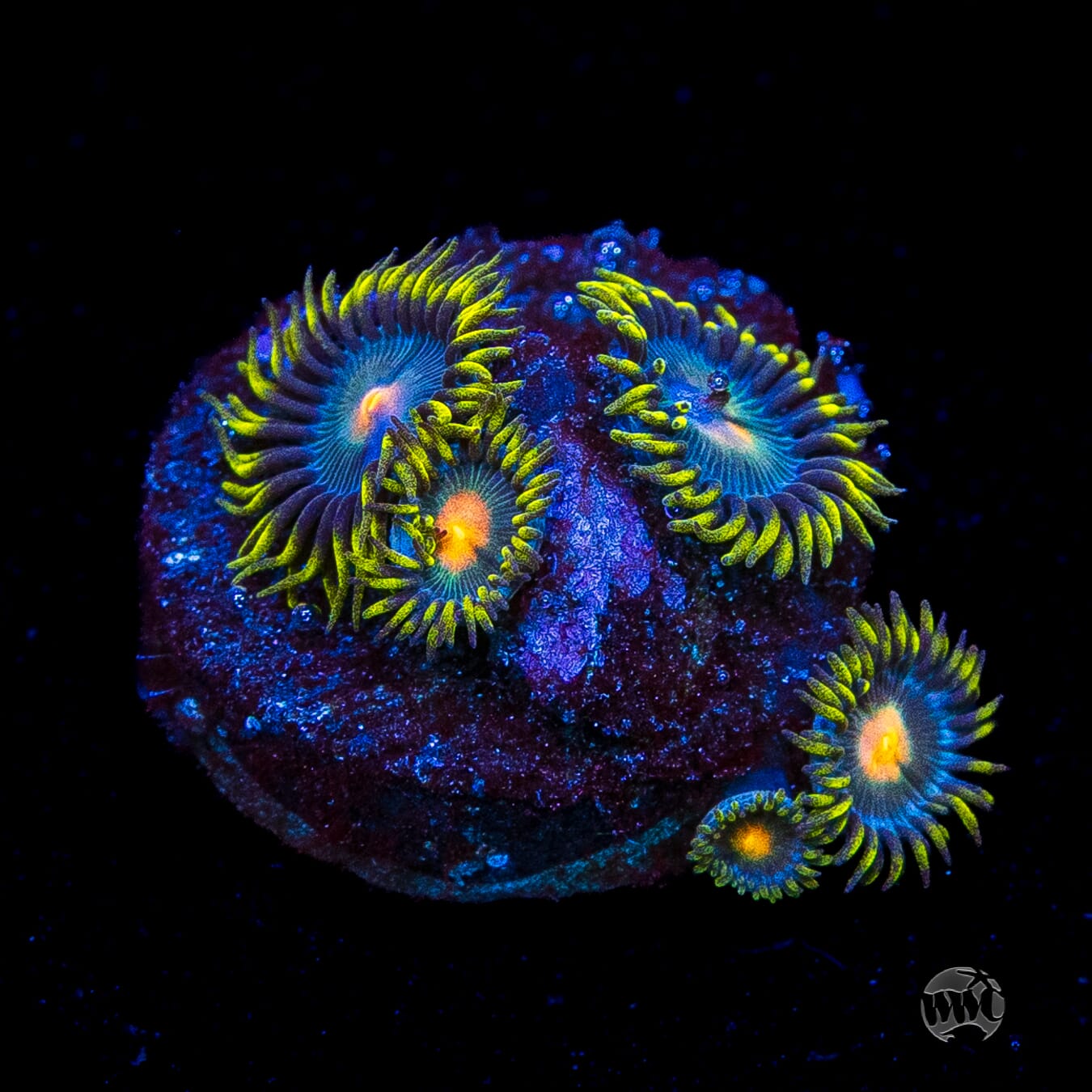 WWC Hairy Gorilla Nipple Zoanthids