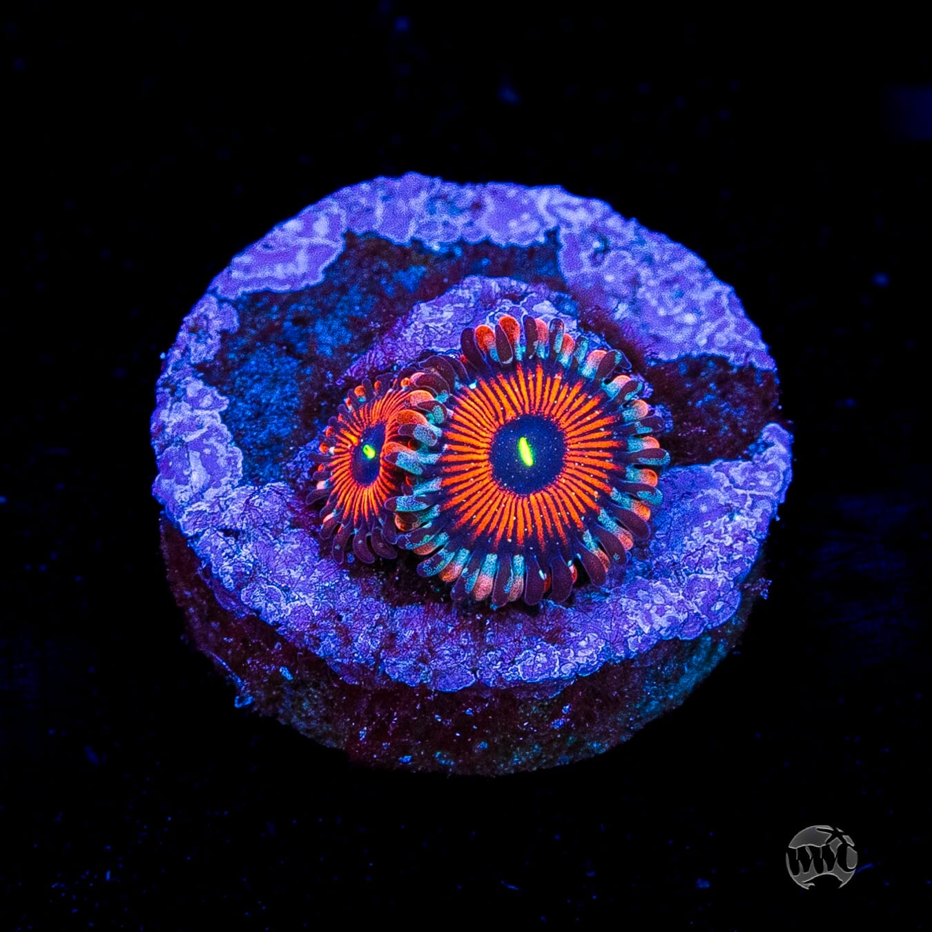 Seduction Zoanthids
