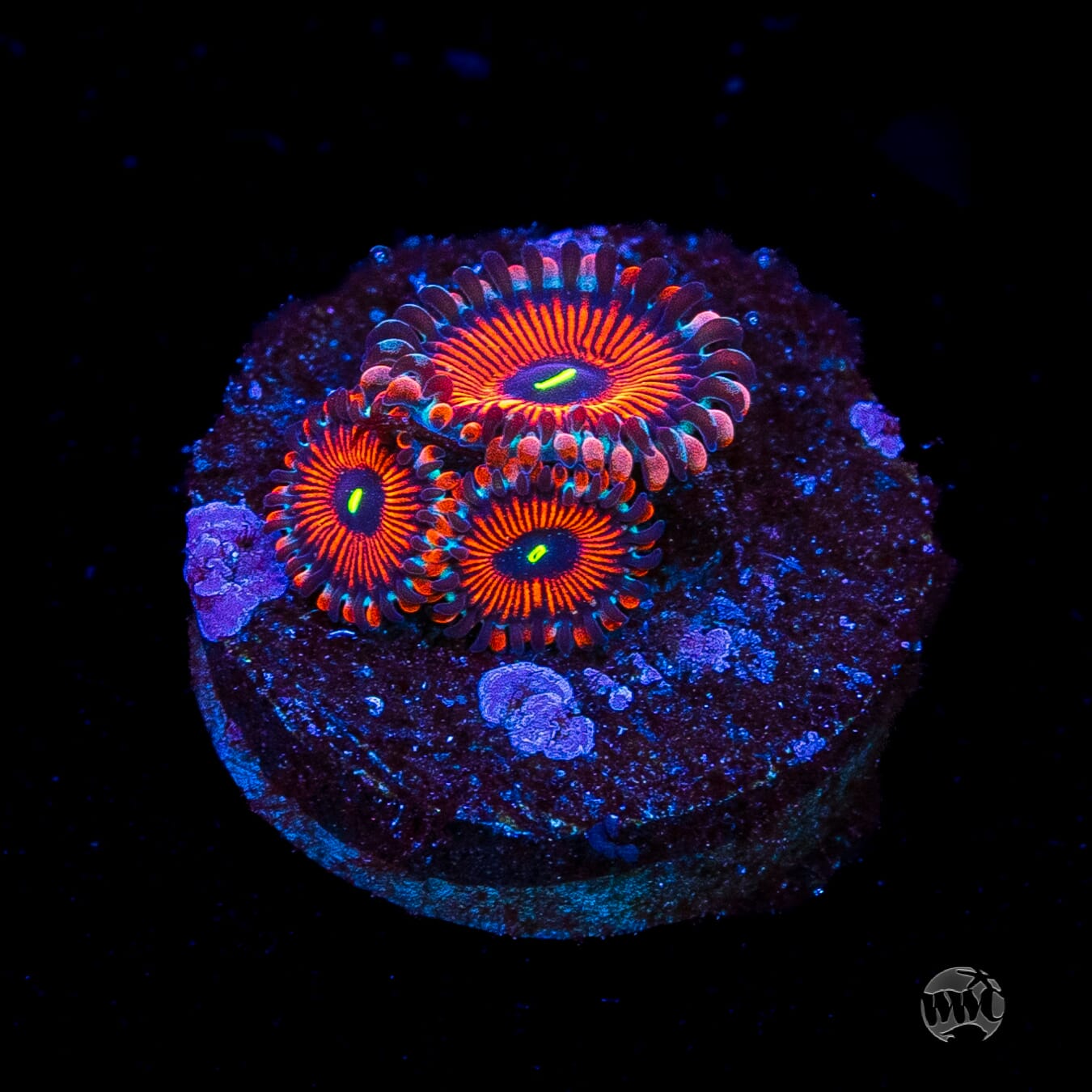 Seduction Zoanthids