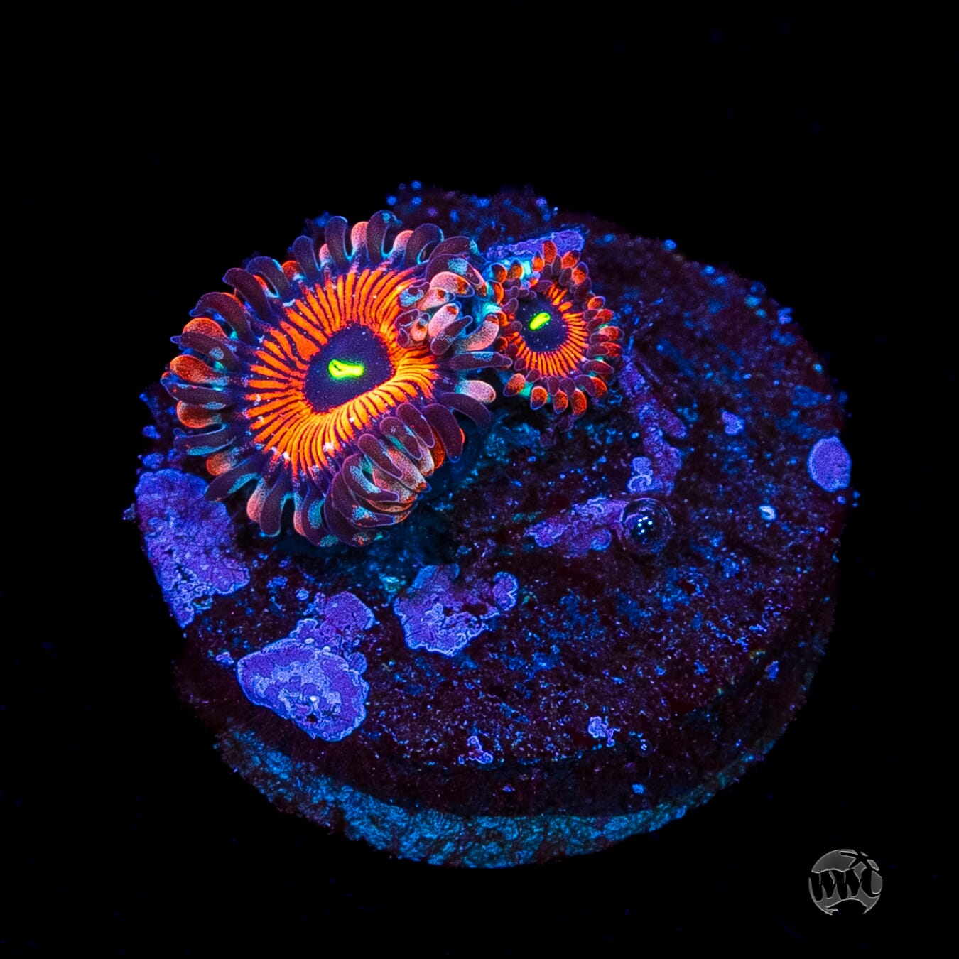 Seduction Zoanthids