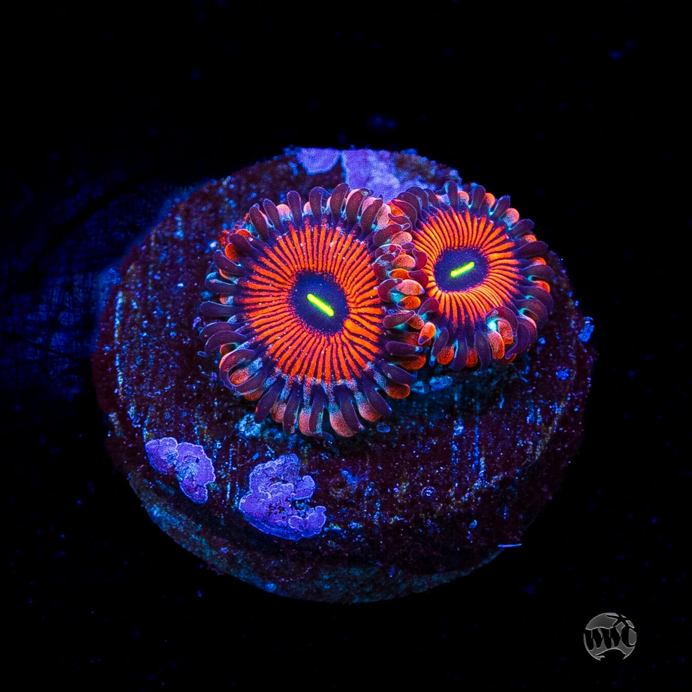 Seduction Zoanthids