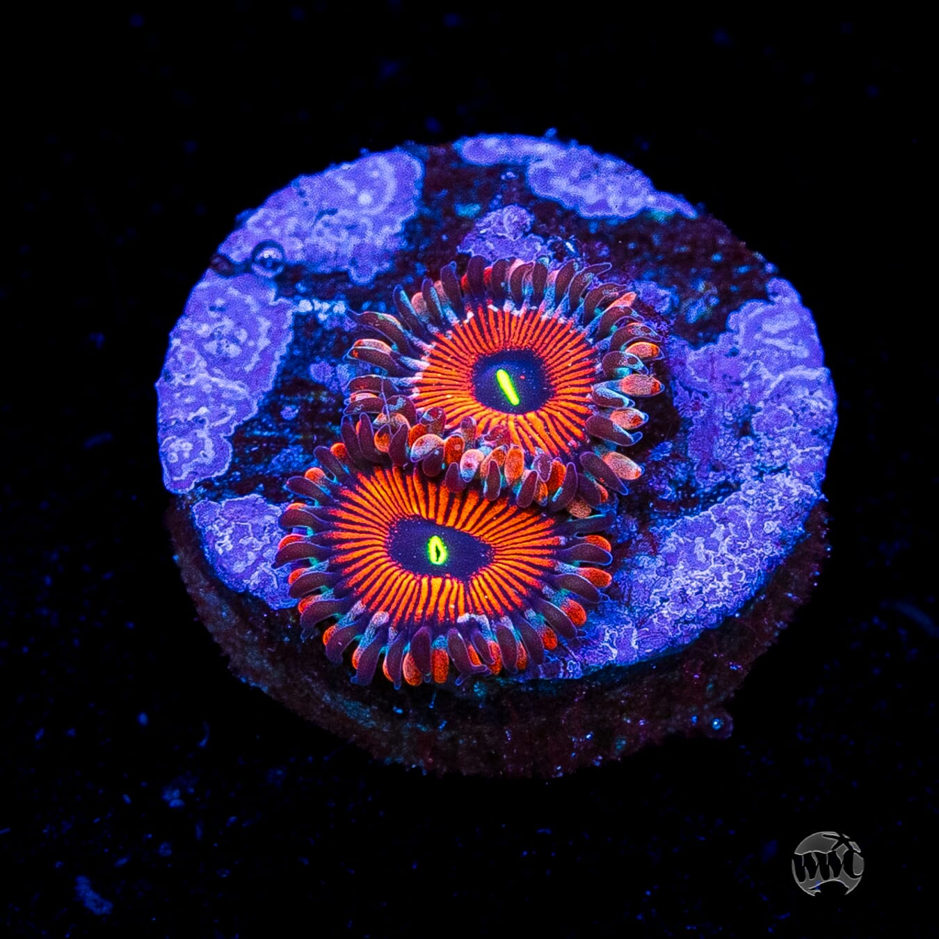 Seduction Zoanthids