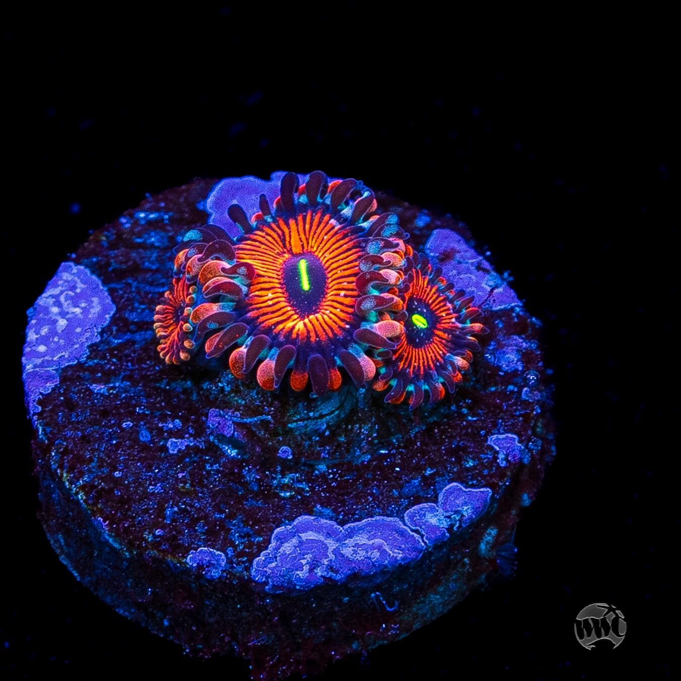 Seduction Zoanthids