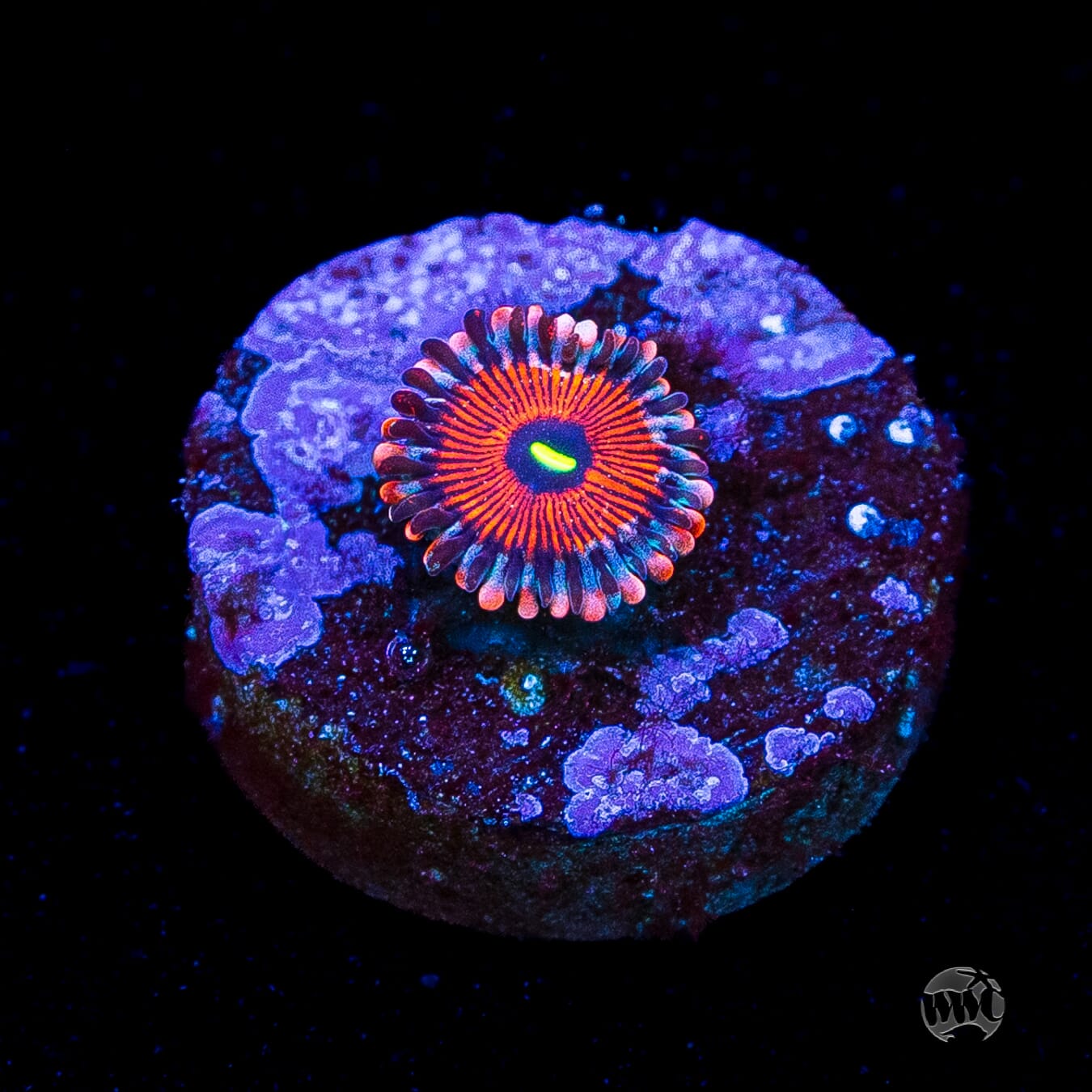 Seduction Zoanthids