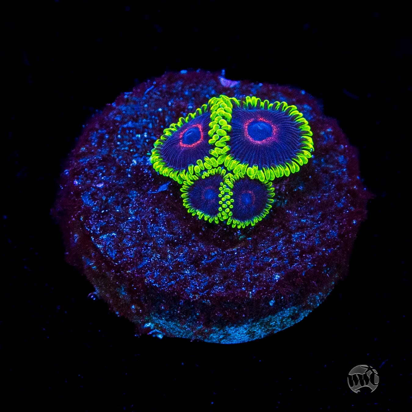 WWC Evil Heart Zoanthids