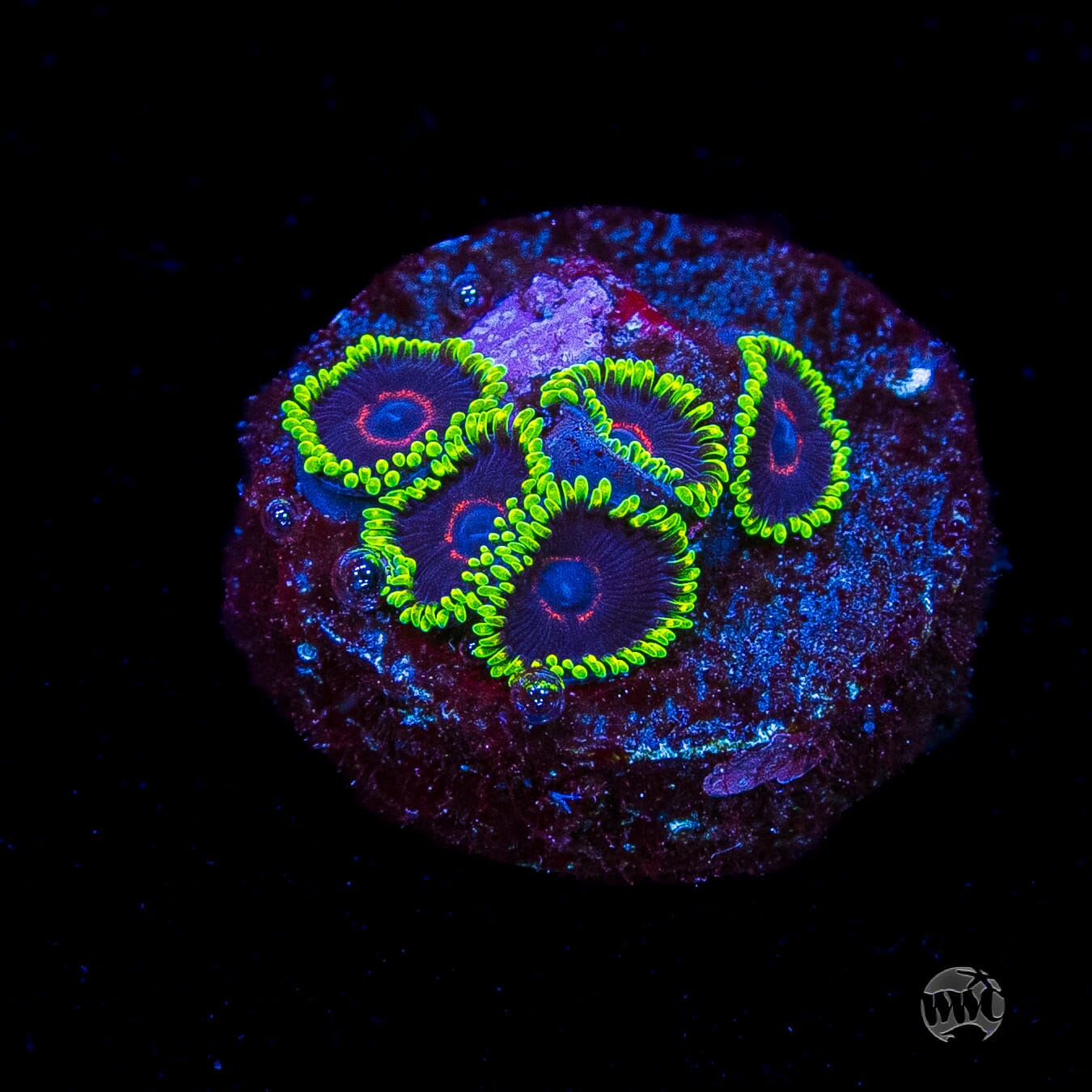 WWC Evil Heart Zoanthids