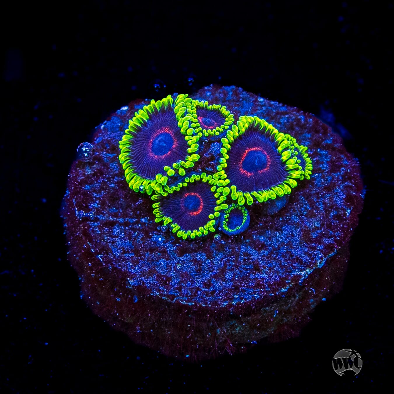 WWC Evil Heart Zoanthids