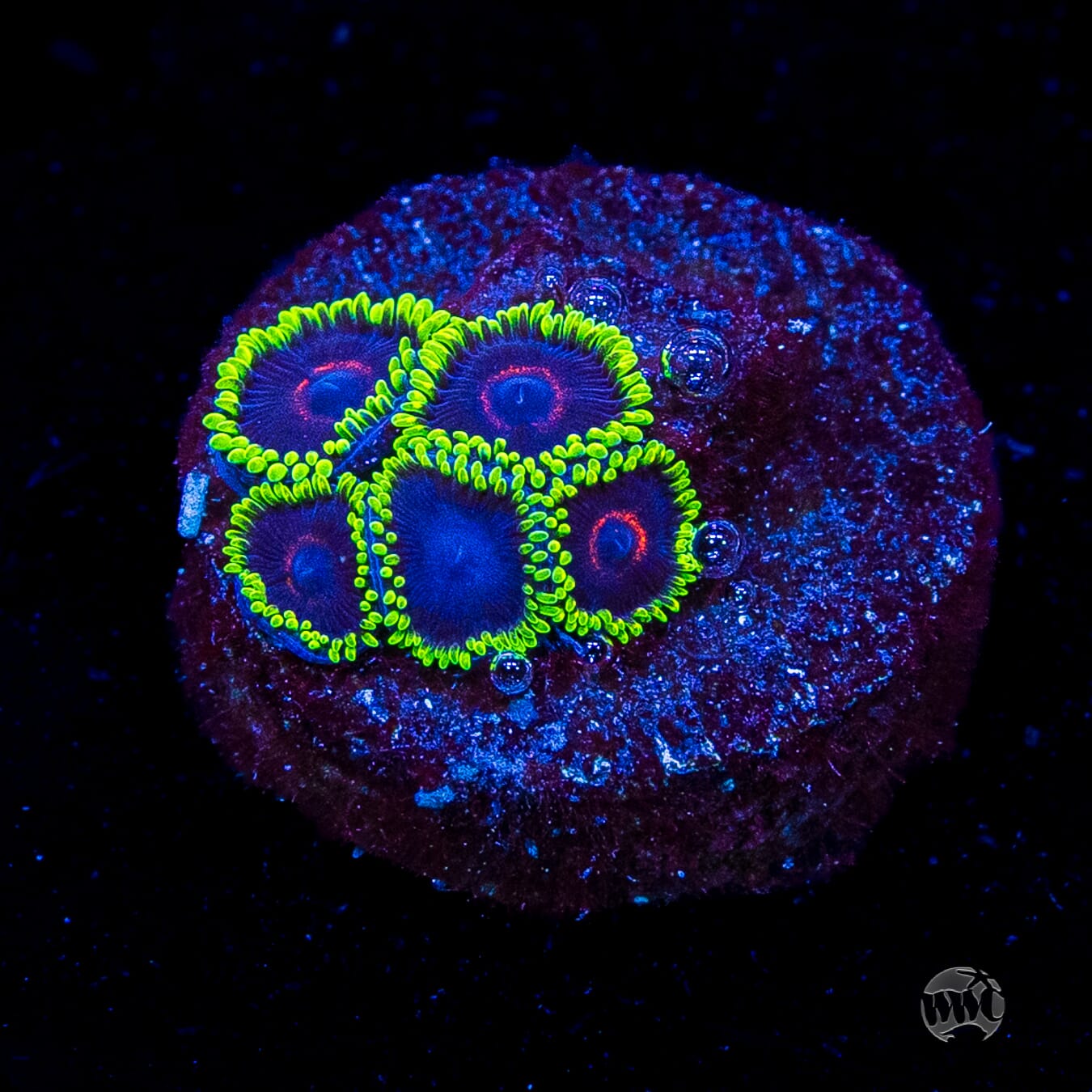 WWC Evil Heart Zoanthids