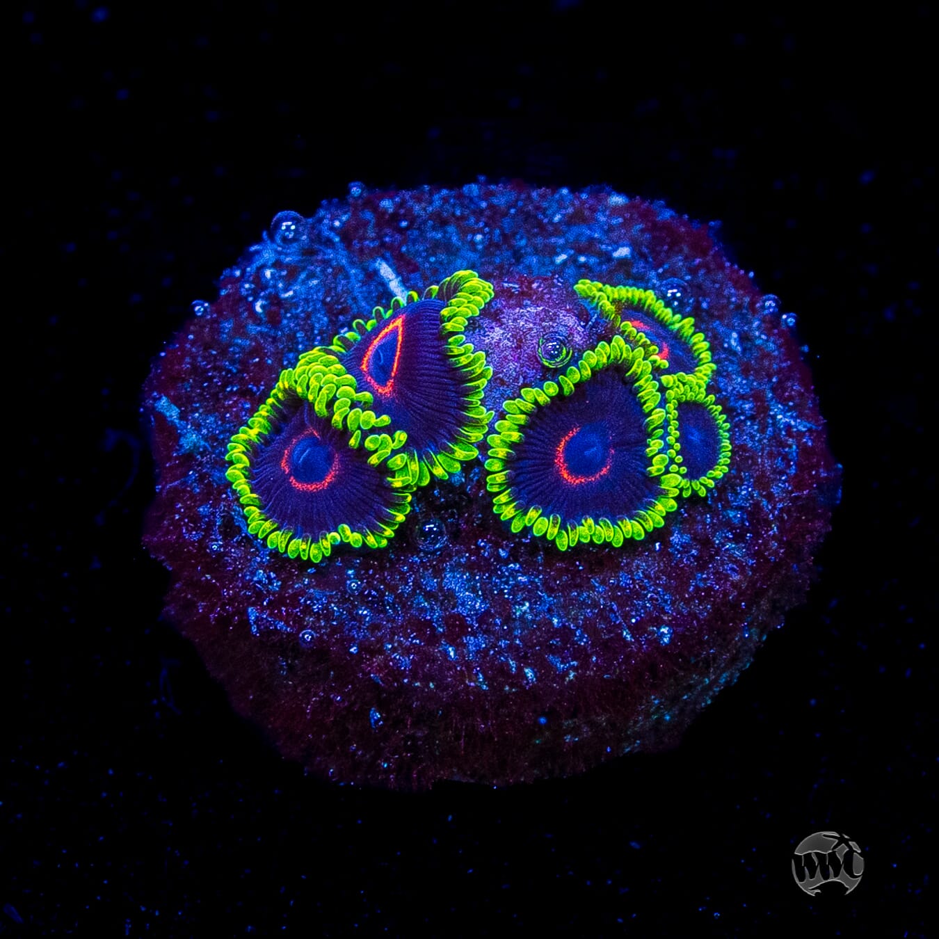WWC Evil Heart Zoanthids