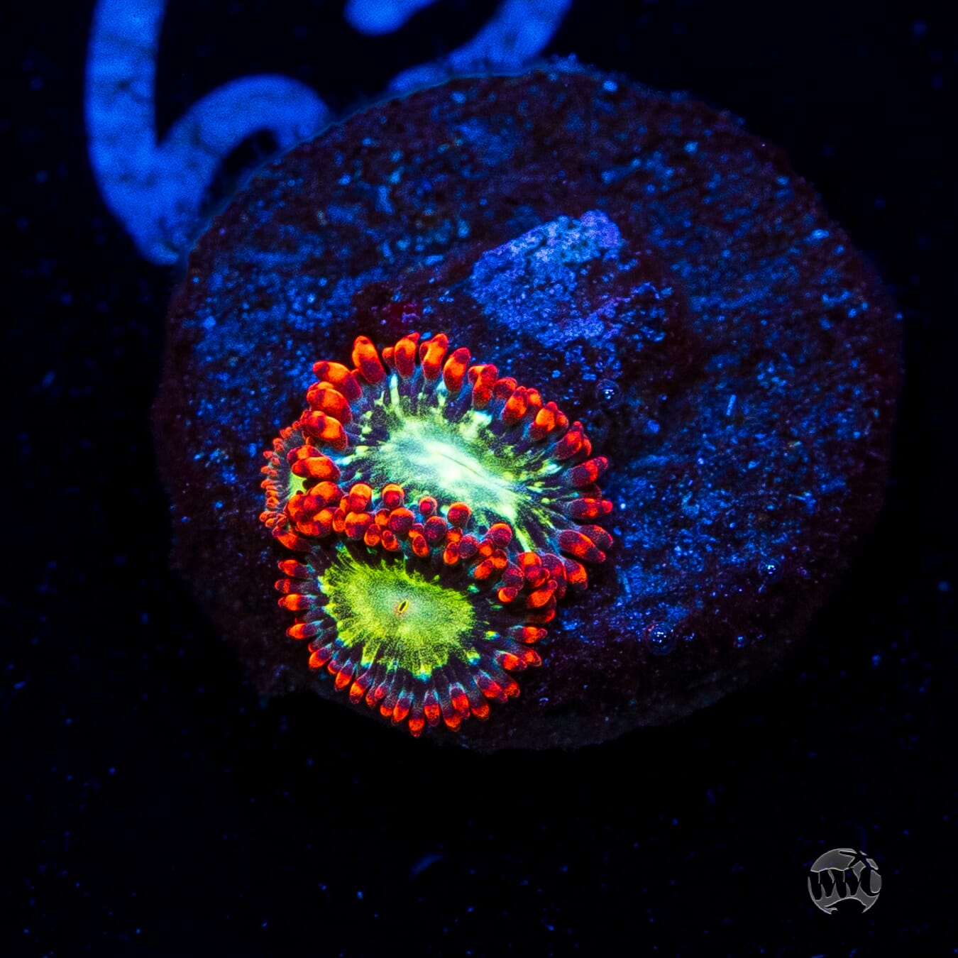 WWC Astral Shift Zoanthids