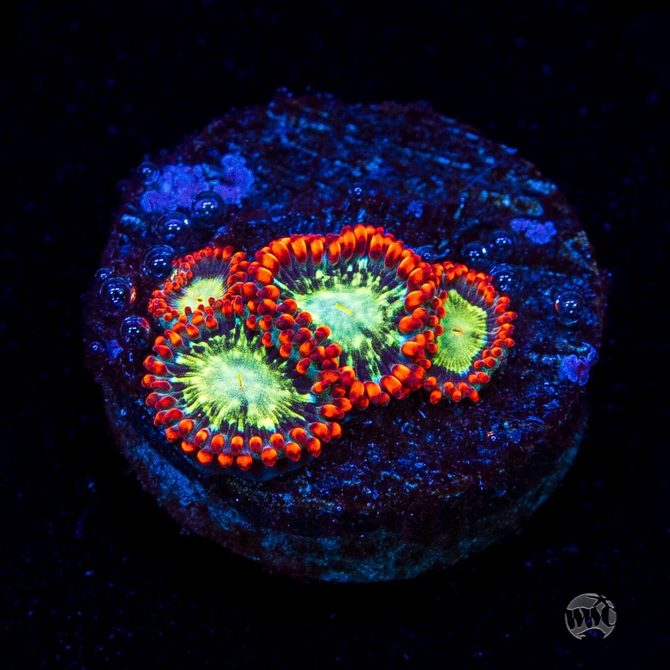 WWC Astral Shift Zoanthids