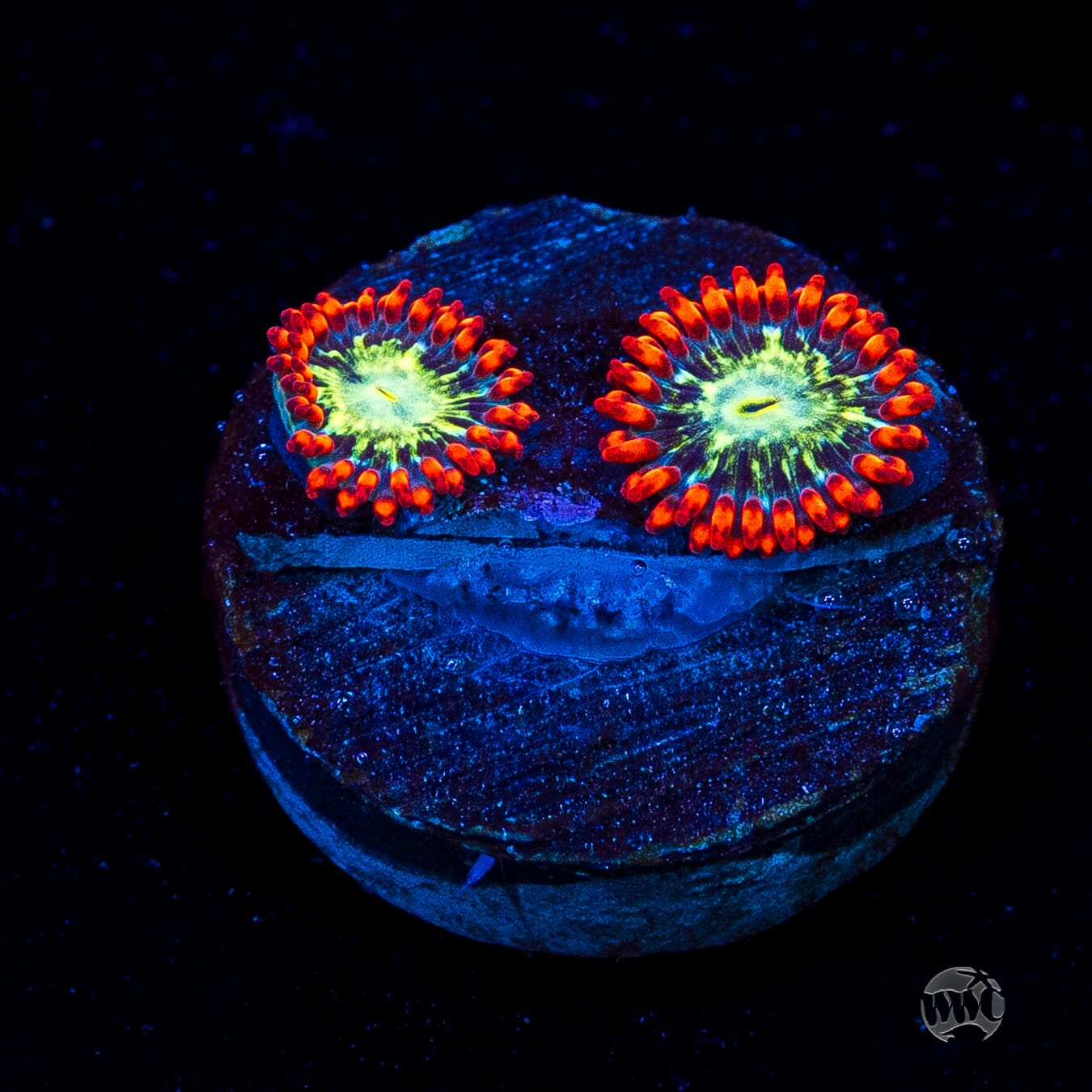 WWC Astral Shift Zoanthids