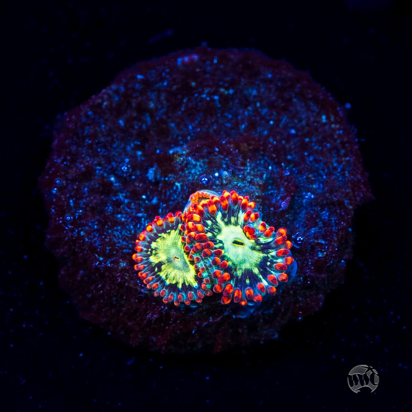 WWC Astral Shift Zoanthids