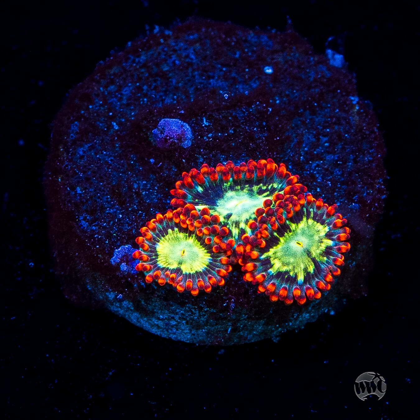 WWC Astral Shift Zoanthids