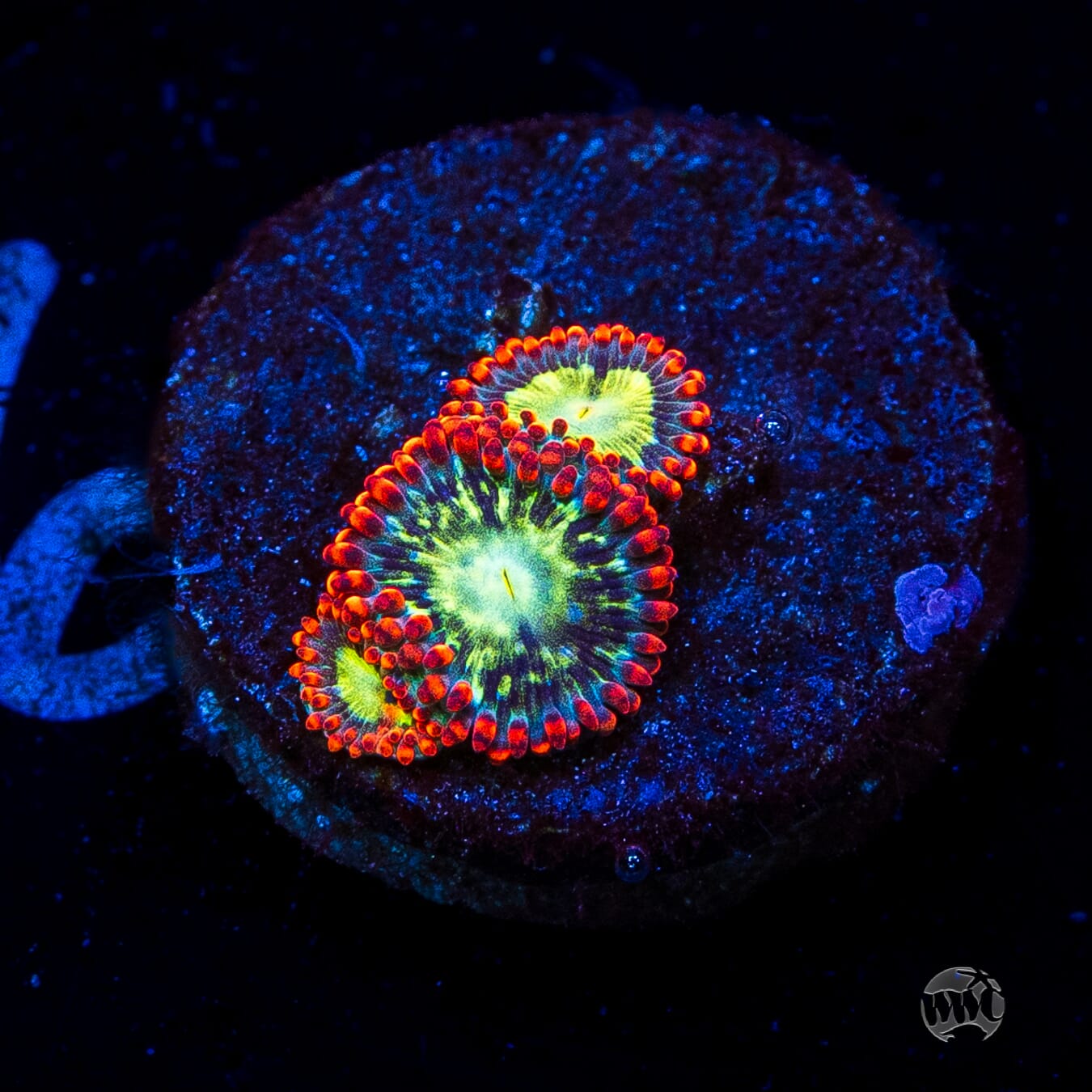 WWC Astral Shift Zoanthids